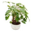 Philodendron Xanadu mit sichtbarem Wurzelwerk - in 22cm...