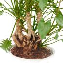 Philodendron Xanadu with visible roots - in a 22cm ceramic bowl - about 50-60cm