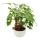 Philodendron Xanadu with visible roots - in a 22cm ceramic bowl - about 50-60cm