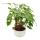 Philodendron Xanadu à racines apparentes - dans un bol en céramique de 22cm - environ 50-60cm
