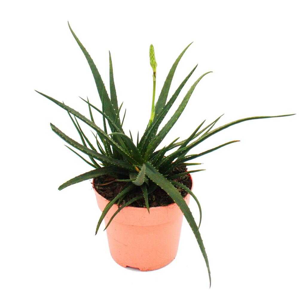 Aloe Safari Sunrise - die Garten Aloe - 12cm Topf - sukkulente Zimmer