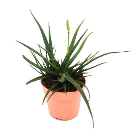 Aloe &quot;Safari Sunrise&quot; - die Garten - Aloe - 12cm Topf - sukkulente Zimmerpflanze