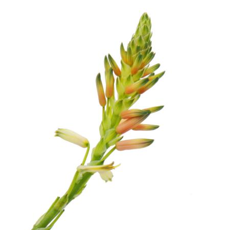 be aloe wellness Aloe Vera Oil