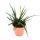 Aloe "Safari Sunrise" - le jardin - aloe - pot 12cm - plante dintérieur succulente