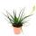 Aloe &quot;Safari Sunrise&quot; - die Garten - Aloe - 12cm Topf - sukkulente Zimmerpflanze