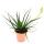 Aloe "Safari Sunrise" - the garden - aloe - 12cm pot - succulent houseplant