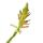 Aloe "Safari Sunrise" - le jardin - aloe - pot 12cm - plante dintérieur succulente