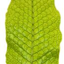 Fougère crocodile - Microsorum musifolium crocodyllus - Pot 12cm