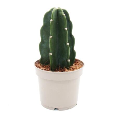 Cuddly cactus - the cactus to cuddle - without spines - novelty - 12cm pot