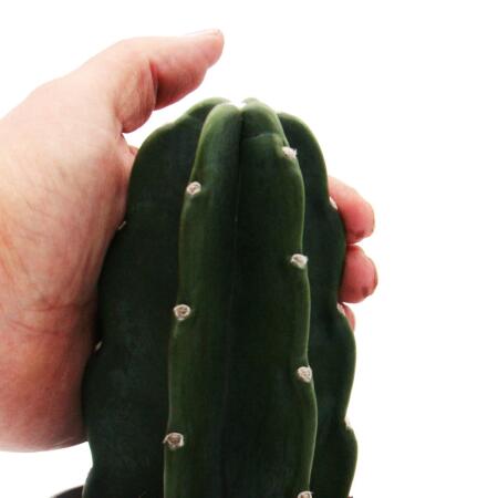 mistel kaktus Mistletoe Cactus – Plant Detectives main image 0