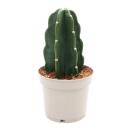 Cuddly Kaktus - Der Kaktus zum Kuscheln - ohne Stacheln -...