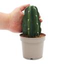 Cuddly cactus - the cactus to cuddle - without spines -...