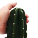 Cuddly cactus - the cactus to cuddle - without spines - novelty - 12cm pot