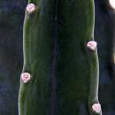 Cuddly cactus - the cactus to cuddle - without spines - novelty - 12cm pot