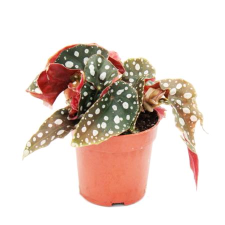 Polka-Dot Begonia - Mini - Trout Begonia - Begonia maculata wightii - 7cm