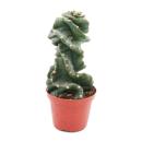 Cereus jamacaru &quot;Spiralis&quot; - spiral cactus - in...
