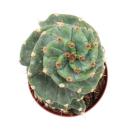 Cereus jamacaru "Spiralis" - spiral cactus - in...