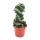 Cereus jamacaru "Spiralis" - spiral cactus - in 11cm pot
