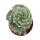 Cereus jamacaru "Spiralis"  - Spiralkaktus - im 11cm Topf