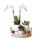 Indoor living set with easy-care houseplants - incl. Decoration - all-inclusive price &quot;SET WHITE&quot;