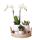 Indoor living set with easy-care houseplants - incl. Decoration - all-inclusive price "SET WHITE"