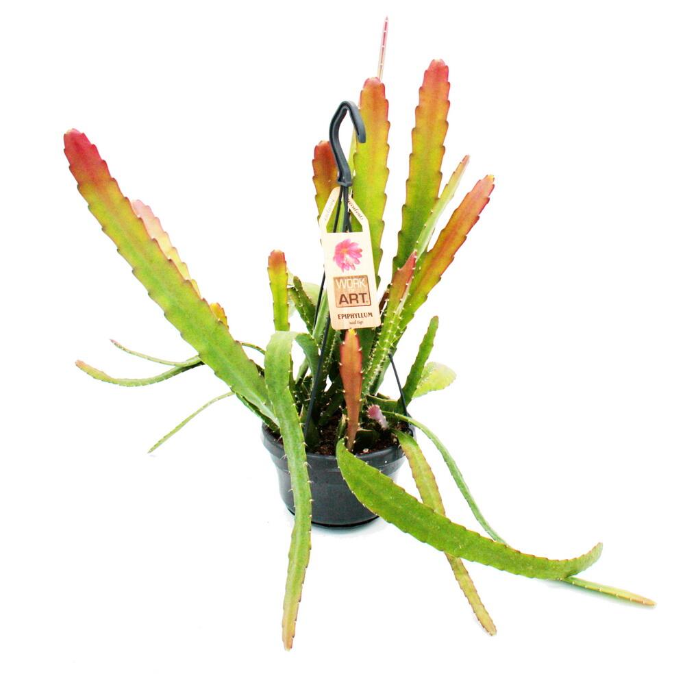 cactus.lu Sour Cactus Ice main image 0