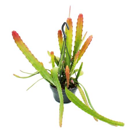thai monstera Monstera Thai Constellation main image 1