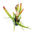 Epiphyllum anguliger Red Tip - sword cactus - crocodile tail cactus with reddish color - 14cm traffic light pot
