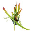 Epiphyllum anguliger Red Tip - sword cactus - crocodile tail cactus with reddish color - 14cm traffic light pot
