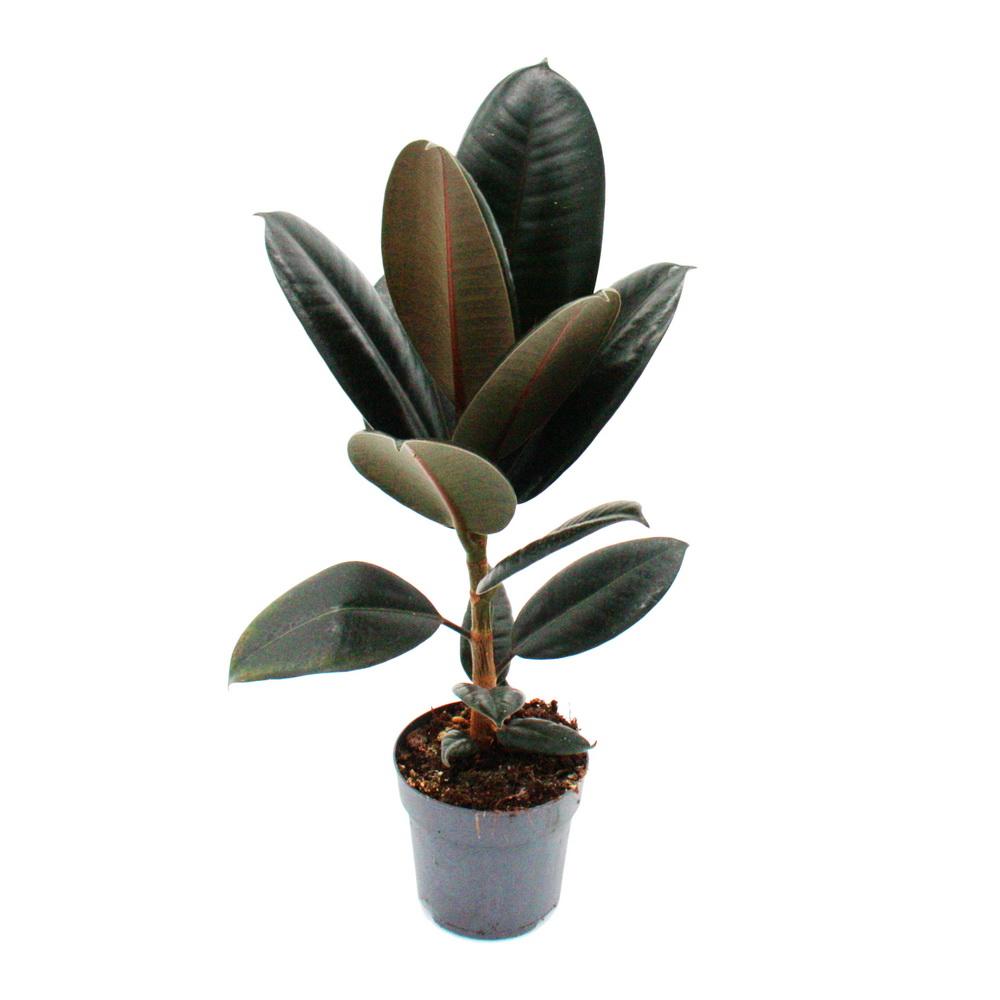 gummibaum - ficus elastica "abidjan" - 11cm topf