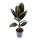 Gummibaum - Ficus elastica &quot;Abidjan&quot; - 11cm Topf