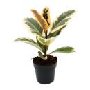 White rubber tree - Ficus elastica "Tineke" -...