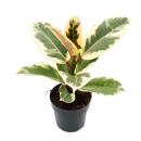 White rubber tree - Ficus elastica "Tineke" -...