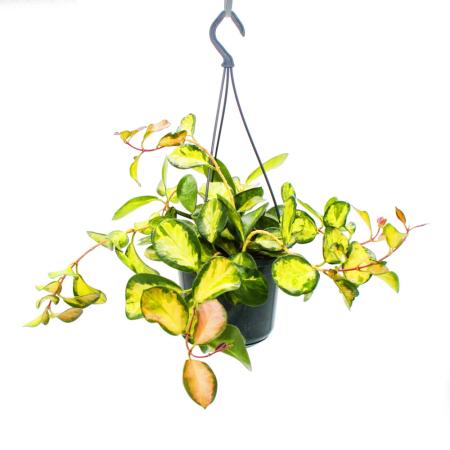 Zimmerpflanze zum H&auml;ngen - Hoya carnosa &quot;Lisa&quot; - buntbl&auml;ttrige Porzellanblume - Wachsblume - 14cm Ampel