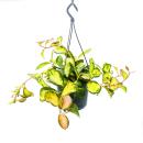 Zimmerpflanze zum H&auml;ngen - Hoya carnosa...