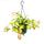 Indoor plant to hang - Hoya carnosa "Lisa" - variegated porcelain flower - wax flower - 14cm traffic light