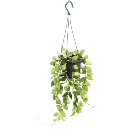 Zimmerpflanze zum Hängen - Hoya krohniana Eskimo - Porzellanblume - Wachsblume - 14cm Ampel