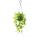 Zimmerpflanze zum H&auml;ngen - Hoya gracilis - Porzellanblume - Wachsblume - 14cm Ampel