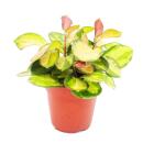 Hanging houseplant - Hoya carnosa "Lisa" -...