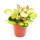 Hanging houseplant - Hoya carnosa &quot;Lisa&quot; - variegated porcelain flower - wax flower - 12cm pot