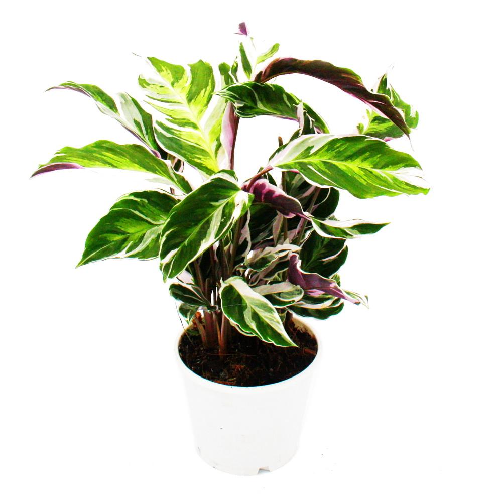 shadow plant with unusual leaf pattern  calathea fusion white  14cm