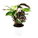 Plante dombre avec un motif de feuilles inhabituel - Calathea Fusion White - Pot de 14 cm - Hauteur denviron 40 cm