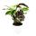 Schattenpflanze mit ausgefallenem Blattmuster - Calathea Fusion White - 14cm Topf - ca. 40cm hoch