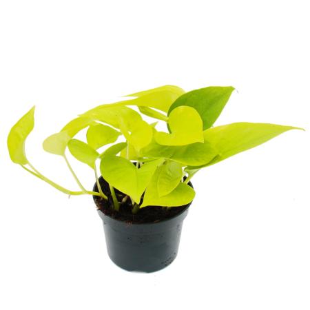 gelb-grüne Efeutute - Epipremnum Golden Pothos - Scindapsus - 12cm Topf - Zimmerpflanze