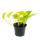 gelb-gr&uuml;ne Efeutute - Epipremnum Golden Pothos - Scindapsus - 12cm Topf - Zimmerpflanze