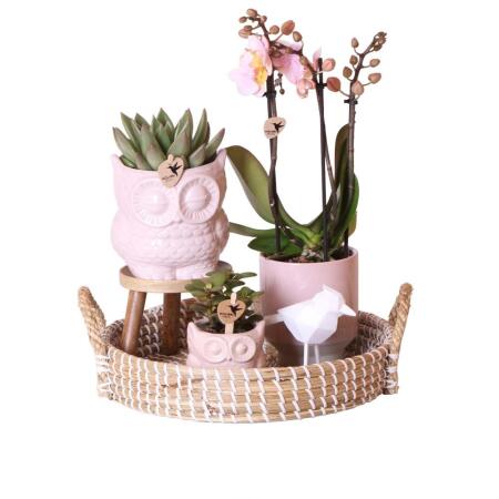 Indoor-Living-Set mit pflegeleichten Zimmerpflanzen - inkl. Deko - Komplettpreis "SET ROMANTIC"