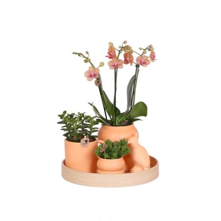 Indoor living set with easy-care houseplants - incl. Decoration - all-inclusive price &quot;OPTIMISM&quot;