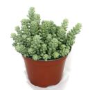 Sedum Morganianum Burritum - Balançoire Singe -...