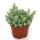 Sedum Morganianum Burritum - Balançoire Singe - Pot 12cm