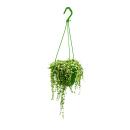 Suspended pea on a ribbon with white-variegated leaves -...
